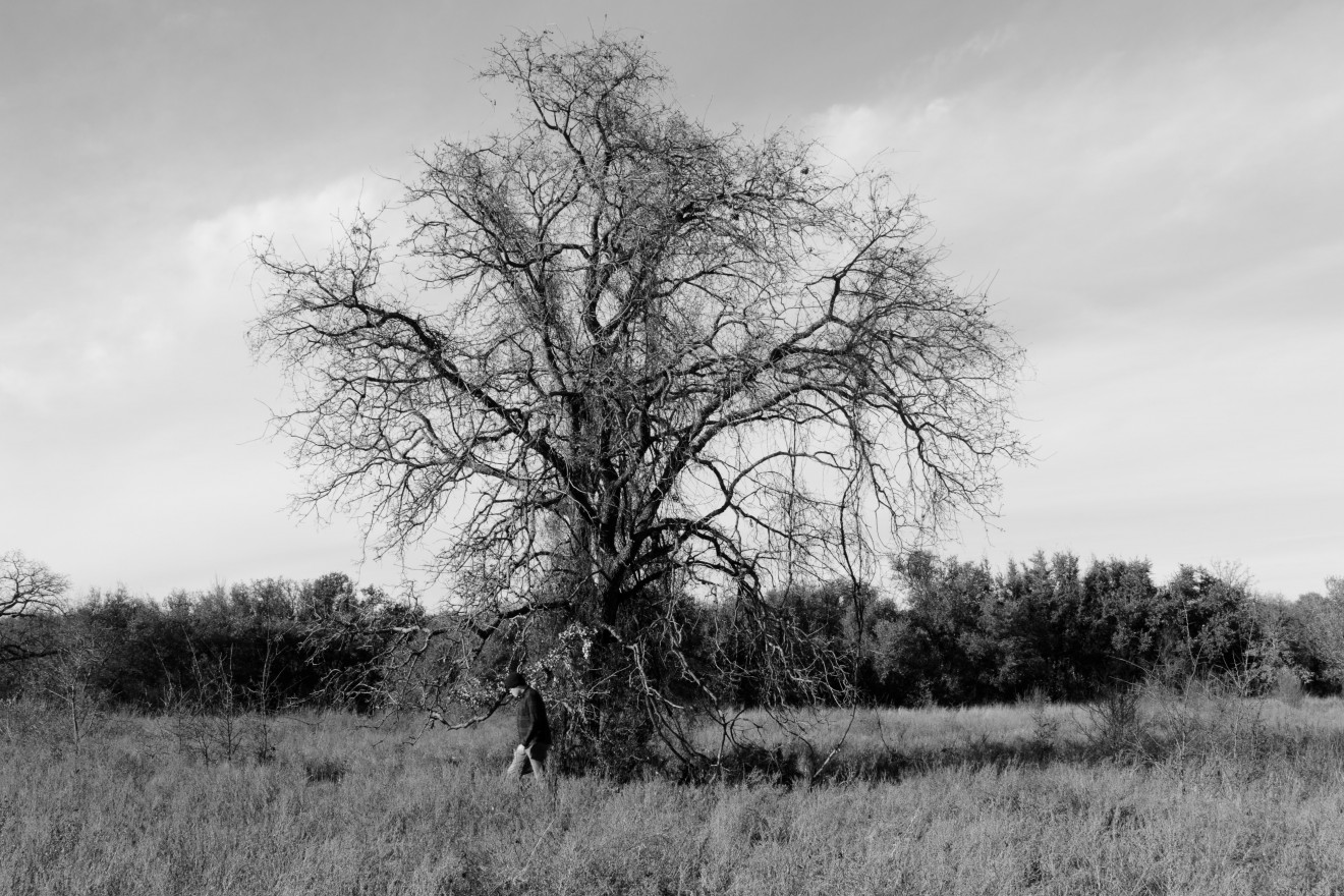 Black and white image of a man walking through a field and past a wirey-looking tree/