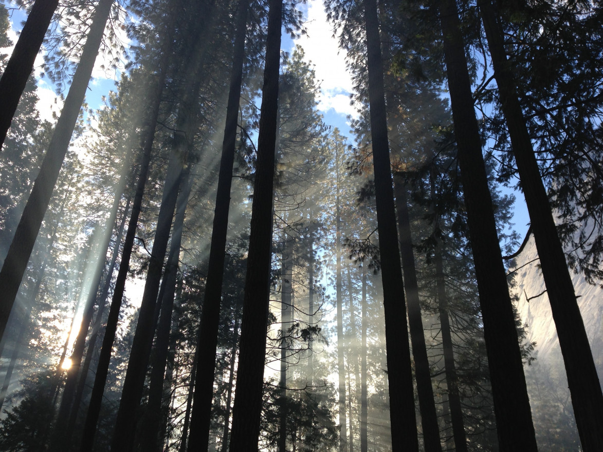 A tall forest of trees are silhouetted and surrounded by mist, while blue sky peeks through the tops of the trees