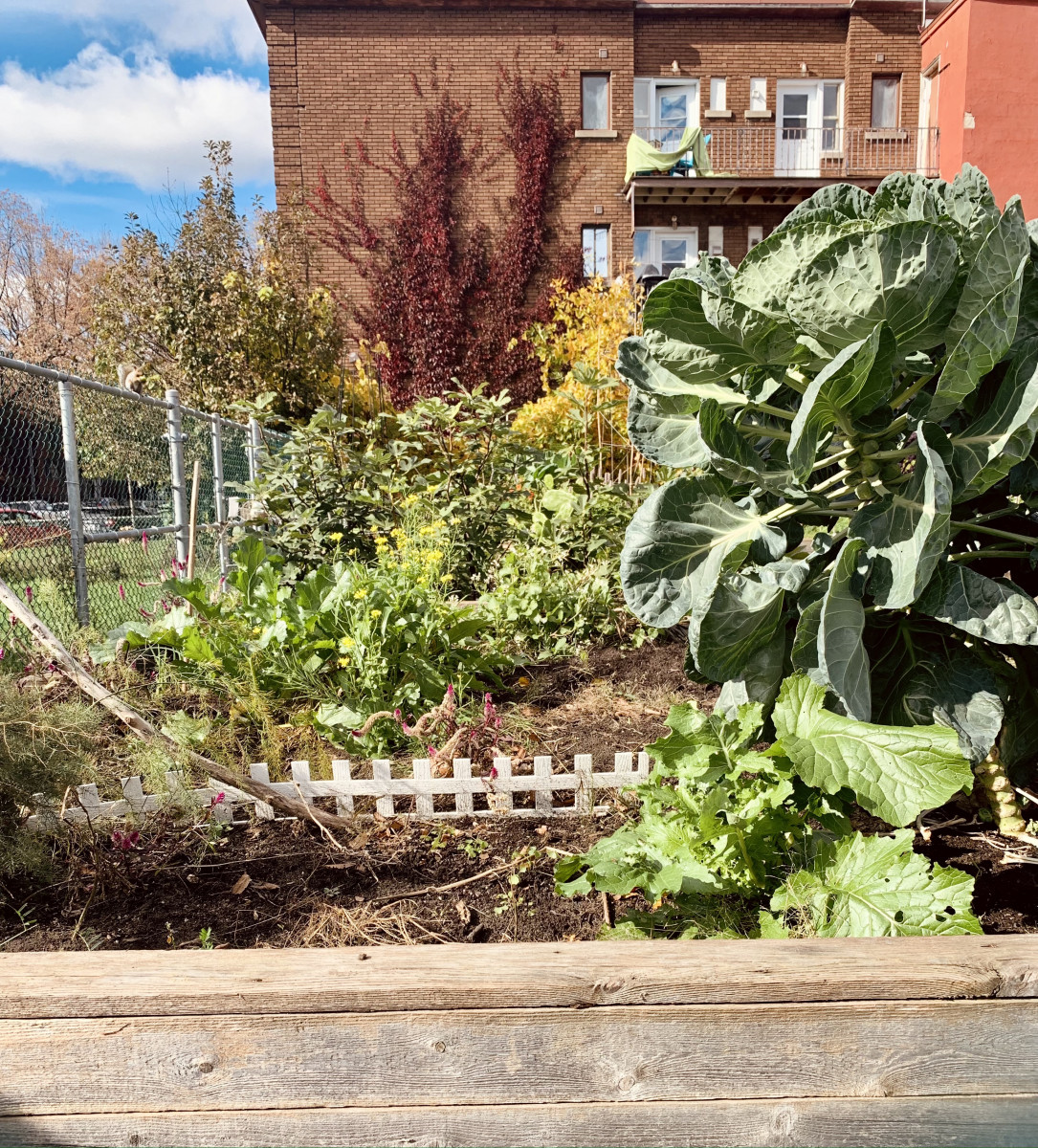 Raised beds of vegetables in the foreground in front of brick building toward the back.