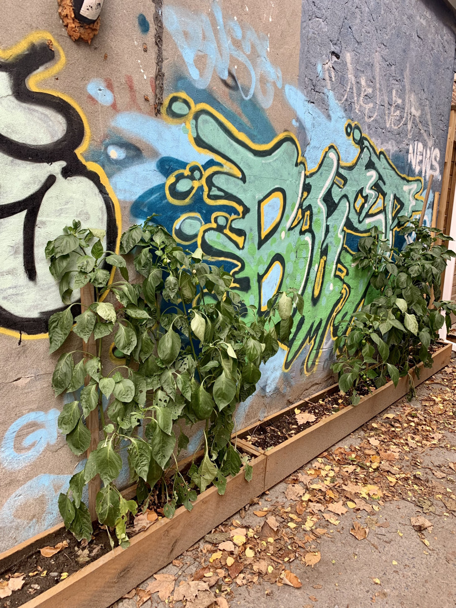 Fruit trees grow along on the external walls of a alleyway which are painted with street art.