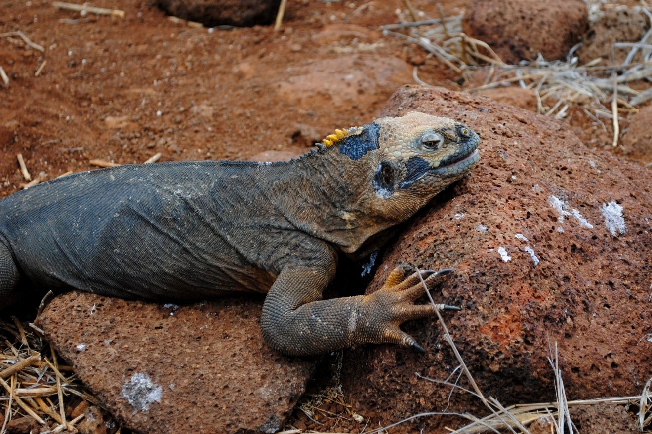 Galápagos 2022 | Numerous endemic species endure in Galápagos, despite challenges