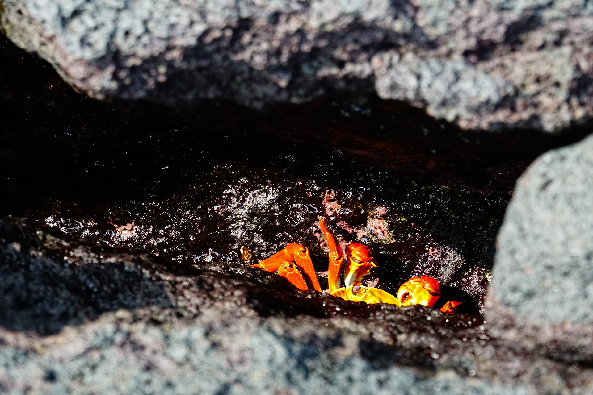 A Lightfoot Sally crab hides in a crack in the black volcanic rocks in the Galápagos Islands.