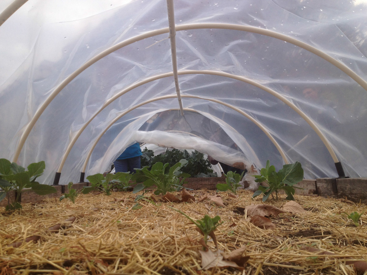 Garden bed with green sprouts covered by a dome of plastic sheeting.