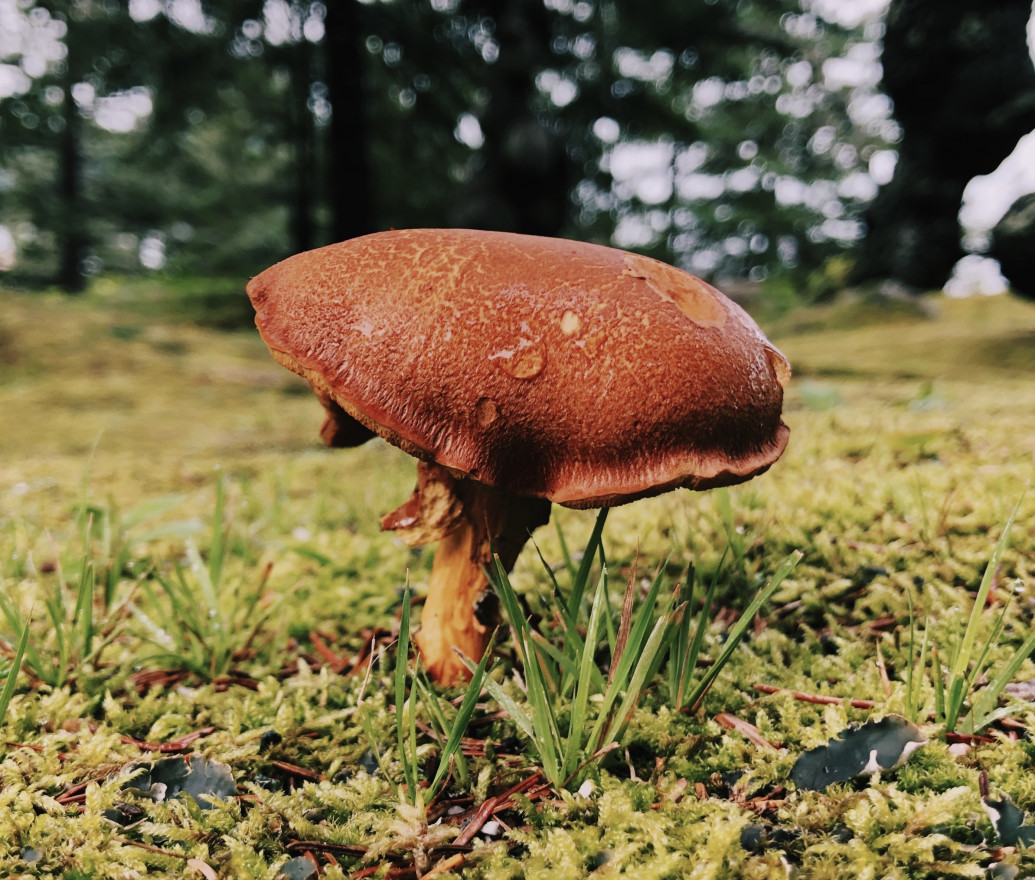 Photo of orange mushroom on moss-covered ground.