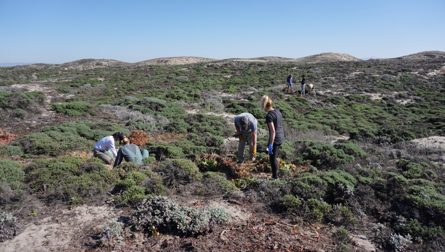 People in the midst of coastal vegetation pulling out invasive ice plants under a blue sky,
