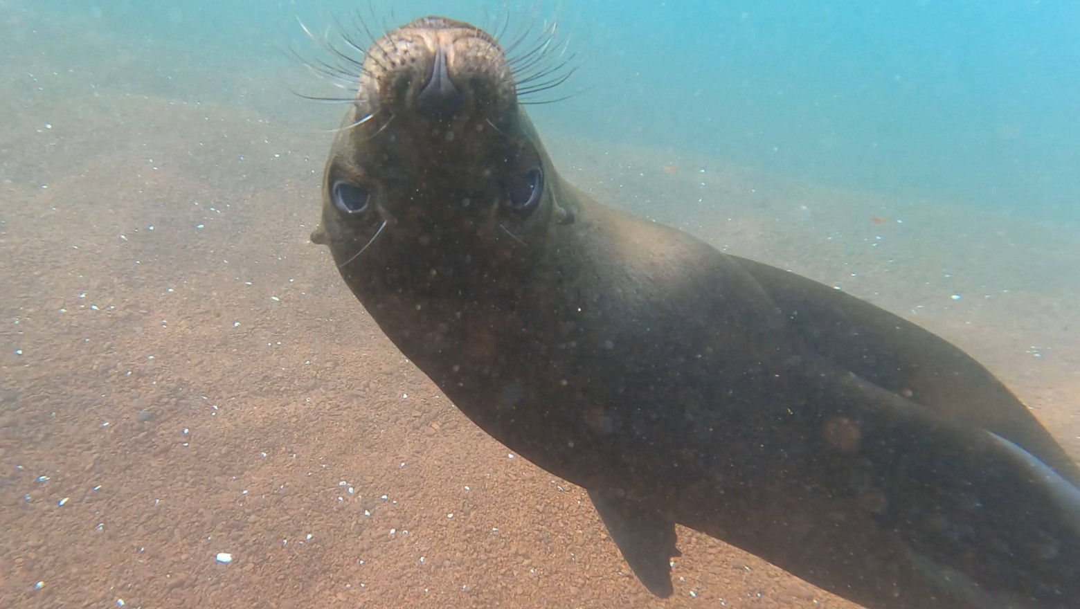 A curious Galápagos sea lion swam circles around the lumbering snorkelers invading their waters. 