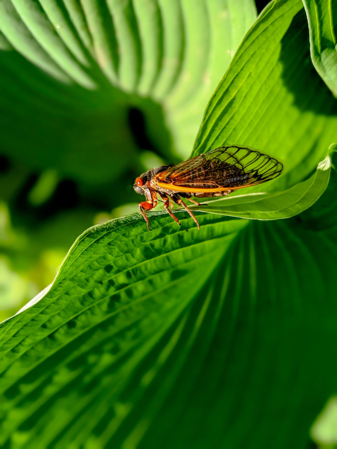 Amber-colored winged bug on a green leaf.
