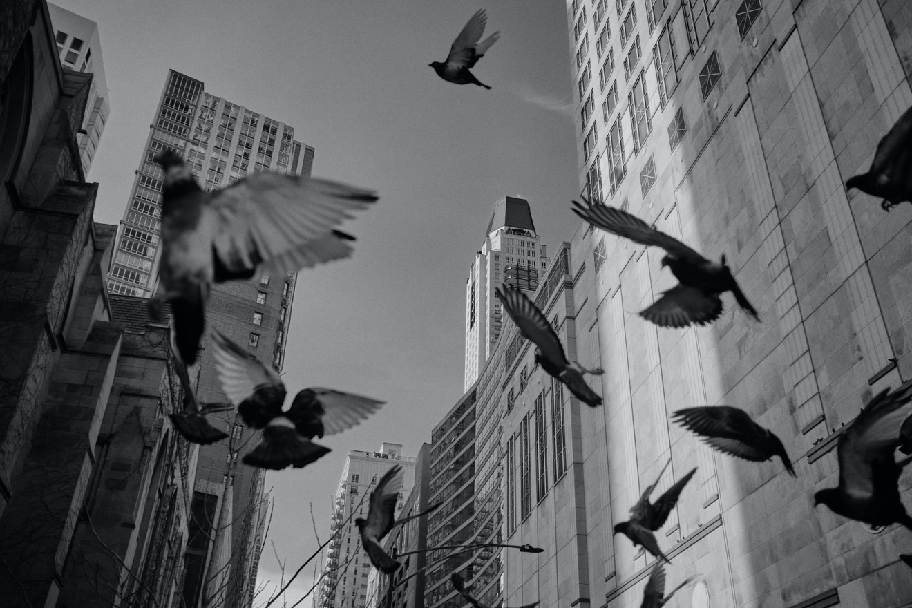 Grayscale image of a flock of birds flying in an urban landscape