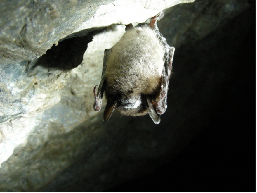 Small brown bat in a cave with a white substance covering its nose.