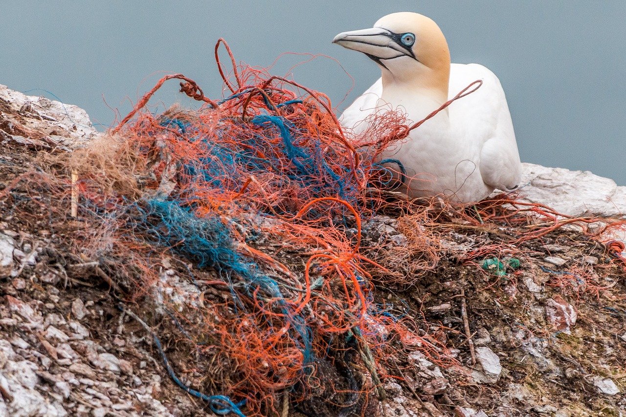 A white bird rests next to a colorful ball of red and blue plastic waste.
