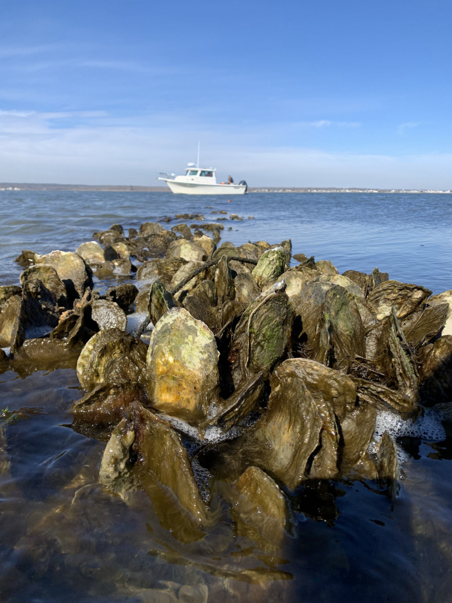 Oysters in a body of water with a boat in the background.