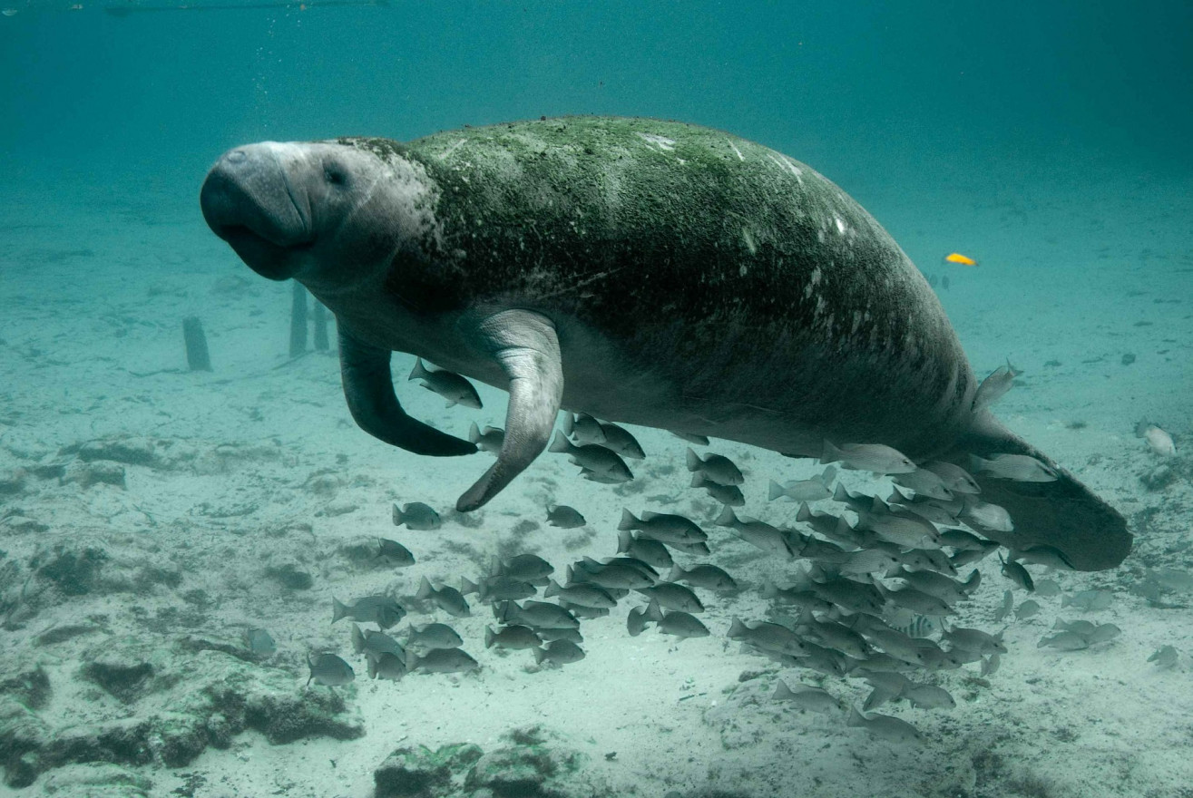 manatee swimming above a school of fish