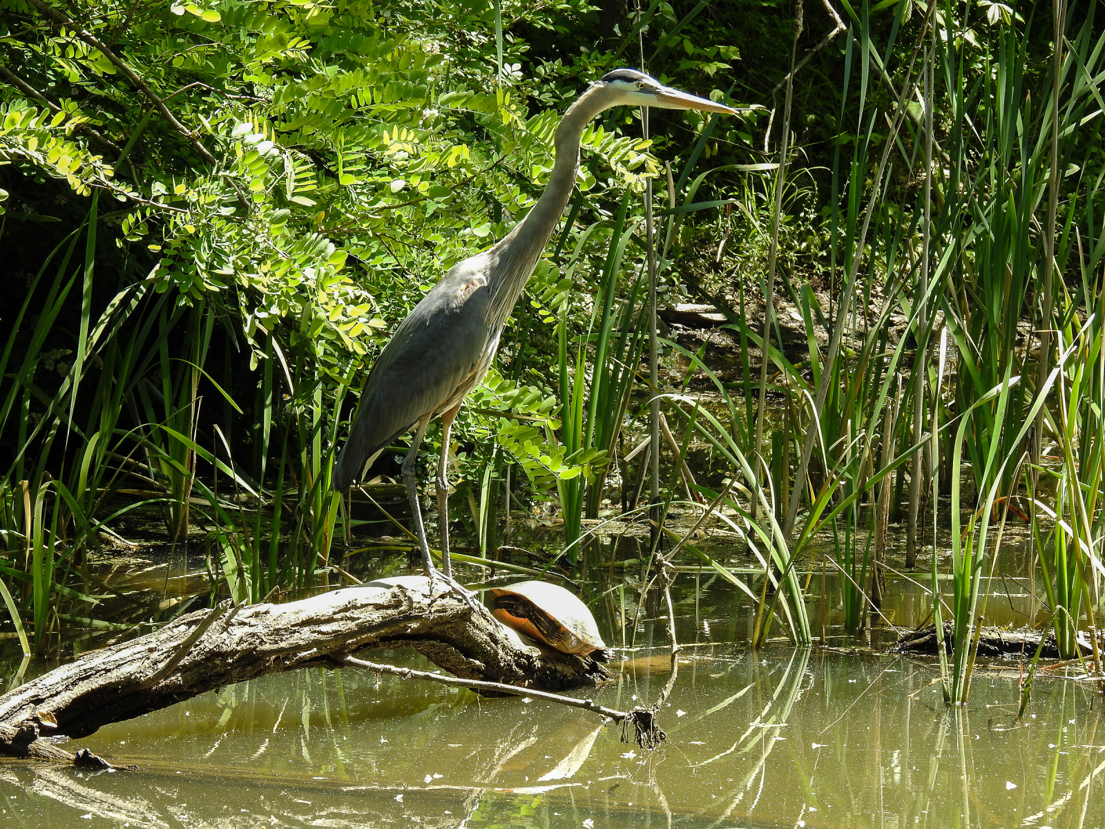 A tall, slender bird with a long beak sits on a branch extending from water in the sunlight, surrounded by grasses and greenery. Also on the branch, just out of the water, is a turtle, also enjoying the bright sun.