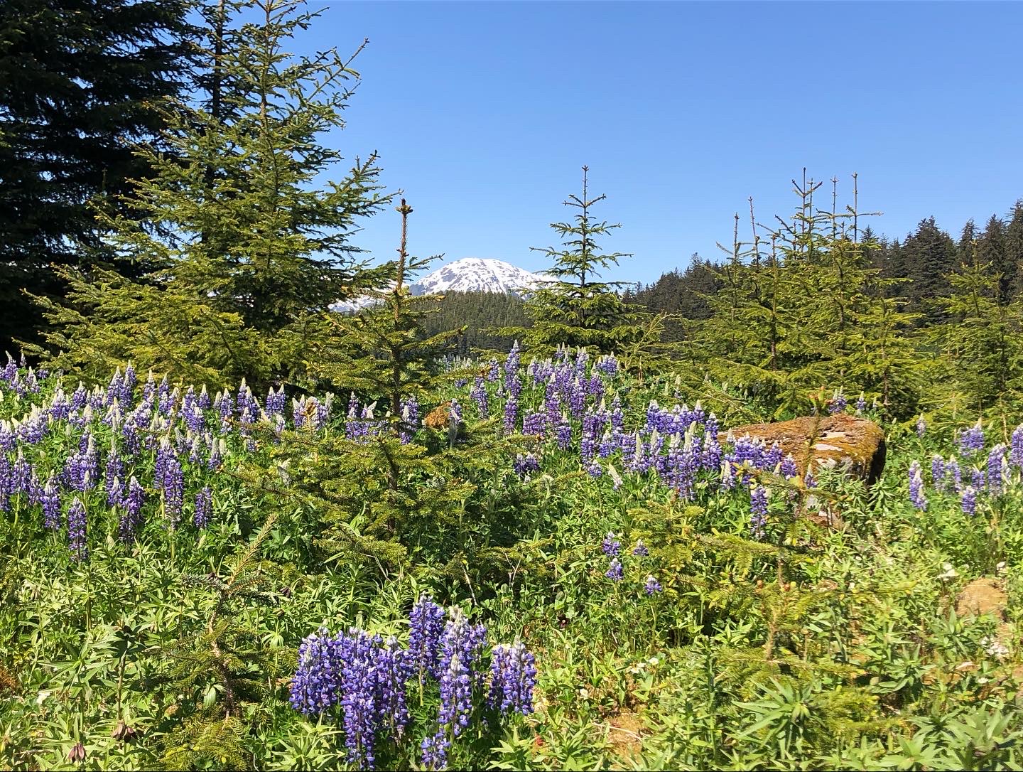 A meadow of purple and brown wild flowers surrounded by pine trees below a snowy mountain peak.