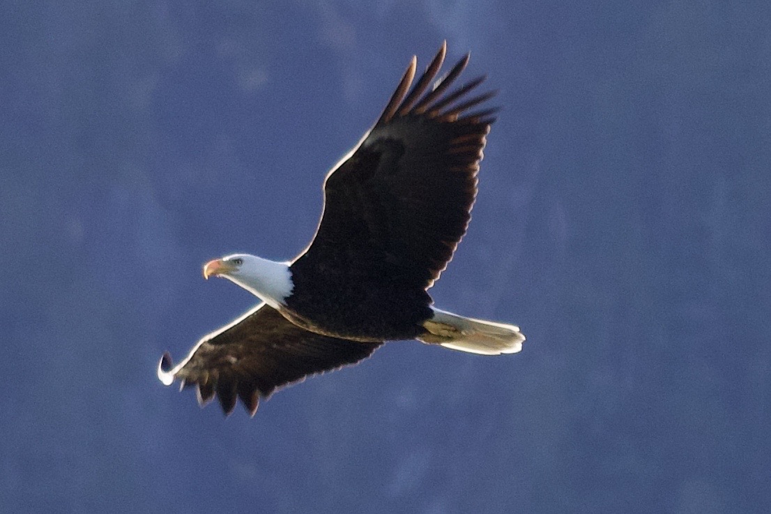An eagle with a white head, brown body, and outstretched wings soars through a blue sky.