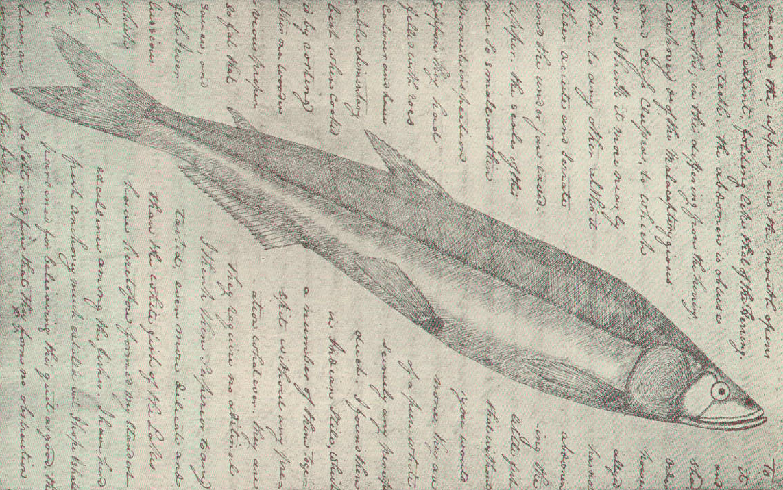 Drawing of a slender fish surrounded by a hand written description