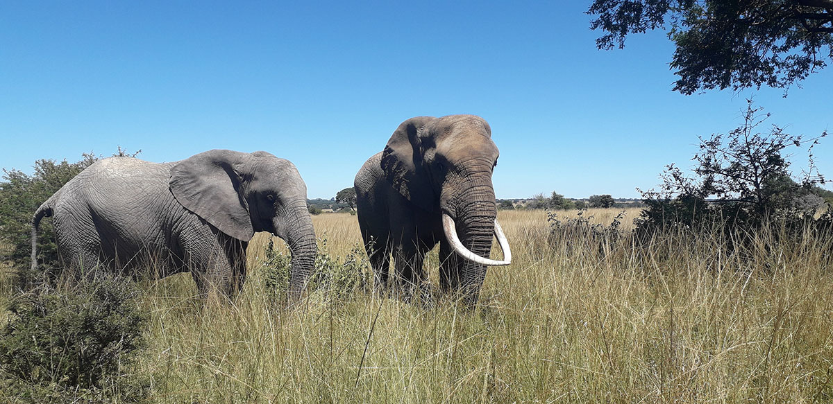 Two large elephants stand in brush before a bright blue sky.