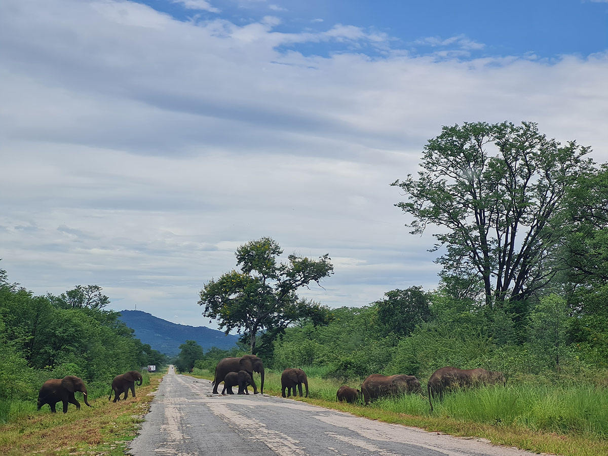 A group of elephants cross a paved road.