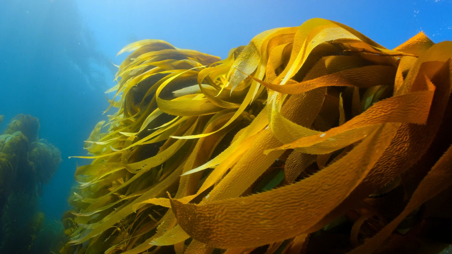 Yellow leaves of kelp swaying in a blue ocean.