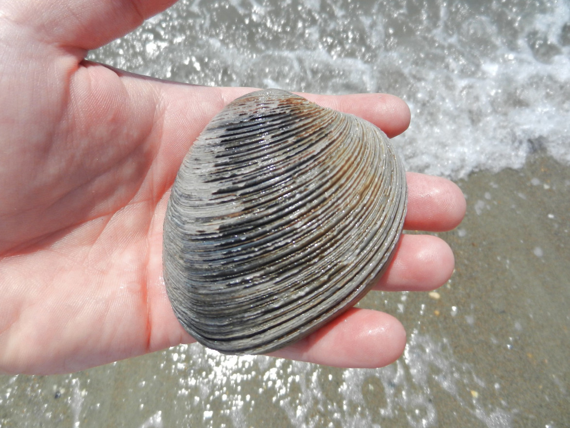 A person holds a clam up to the camera with the ocean tide in the background. 
