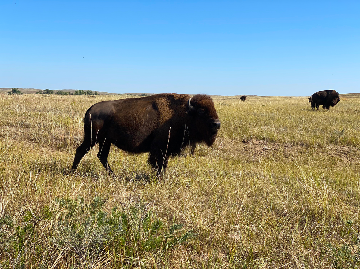A bison walks in a prairie under a blue sky. 
