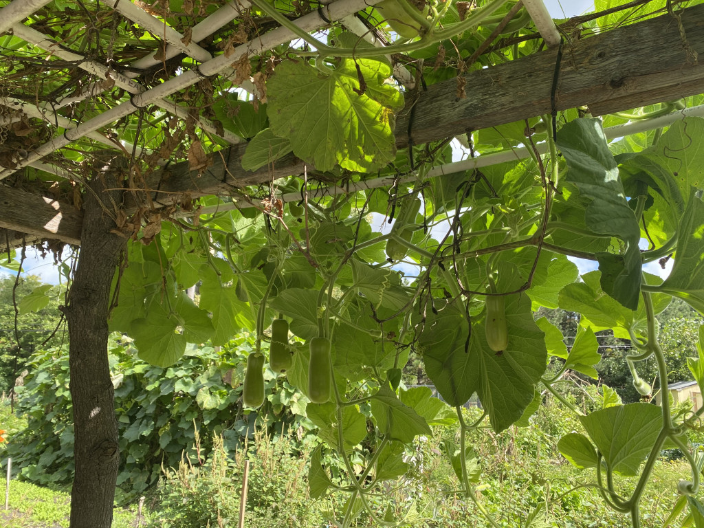 An obo squash plant entangles itself among a wooden trellise.