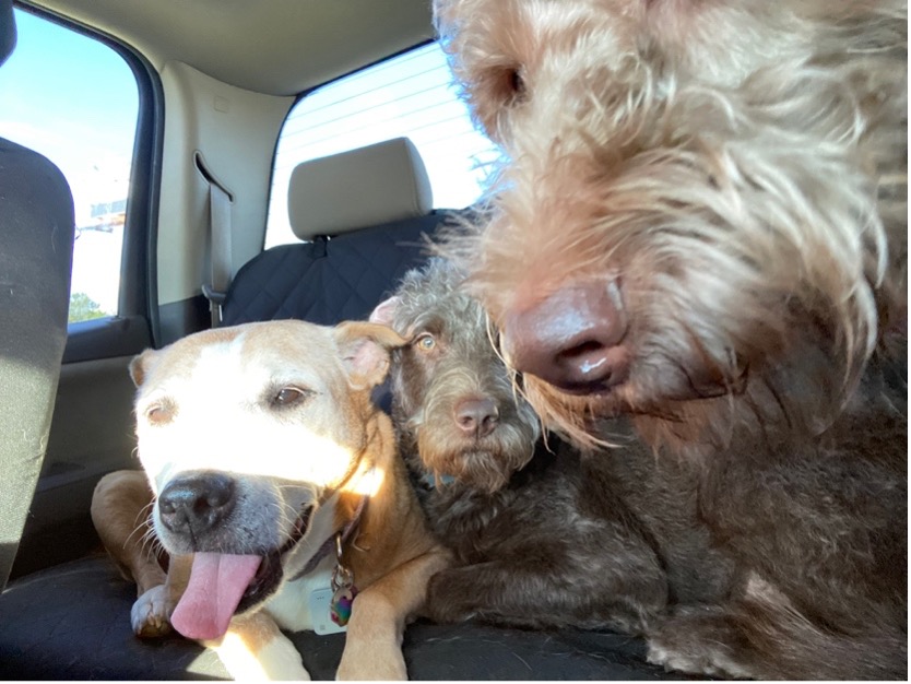 Three dogs of varying sizes and breeds sit in the backseat of a car looking quite happy.