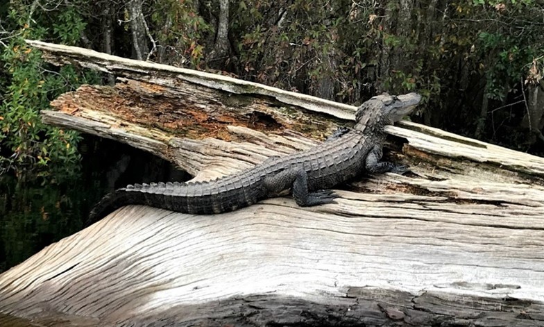 An alligator sun bathes on a large fallen tree trunk.