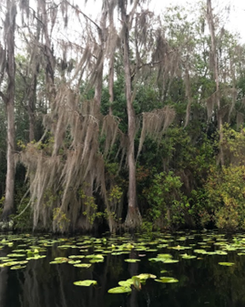 Spanish moss sways in the breeze, hanging over lily pads in the water.