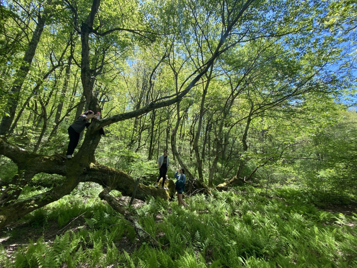 A group of young people climb a tree in the forest.