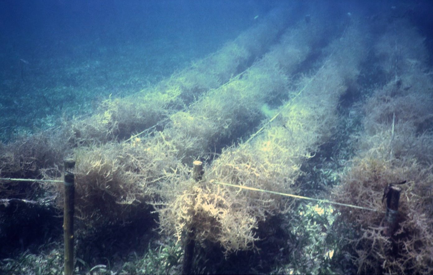 An underwater image of a eucheuma farm. Eucheuma is a type of seaweed, seen here in cultivated rows.