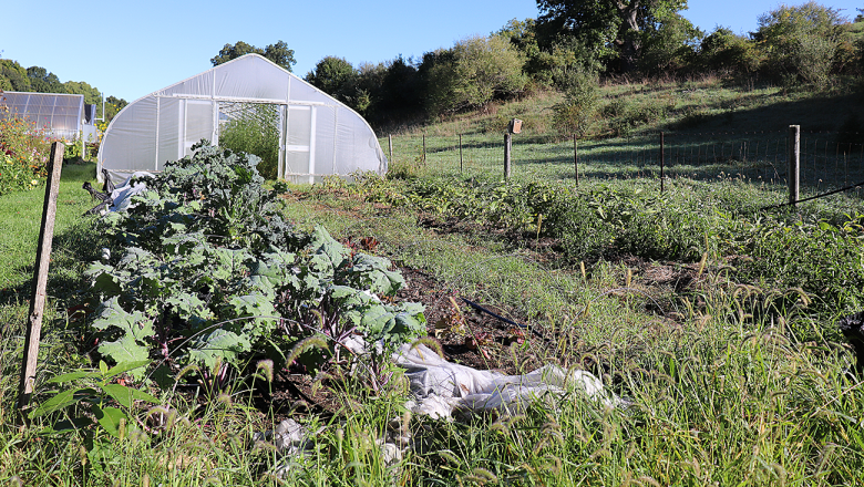 The garden of the Spring Valley Student Farm, a one-acre vegetable garden owned by UConn dining services and run by UConn students in Mansfield, Conn., on Sept. 28, 2022. 