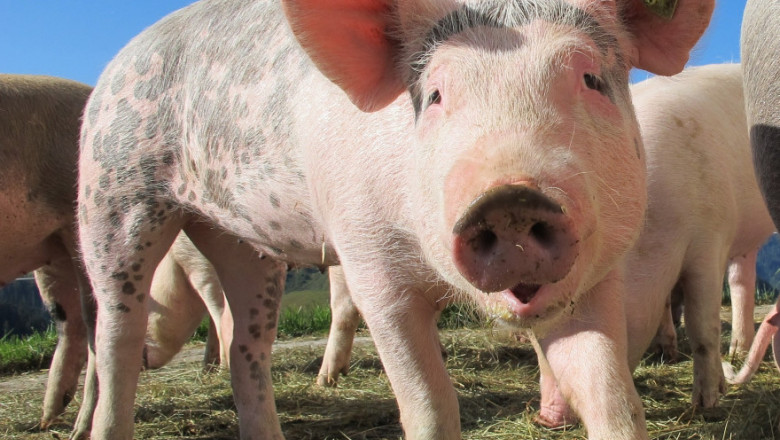 A youthful looking pig peers into the camera while walking in a field with fellow pigs.