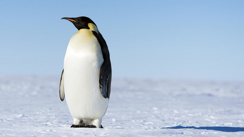 A lone emperor penguin looks into the distance while standing in a field of ice. 