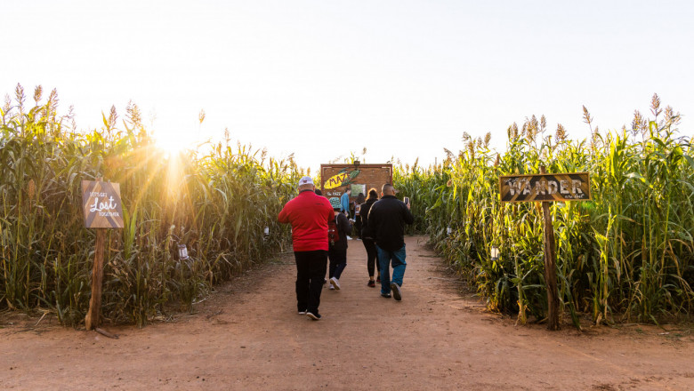 A group of people walk down a path lined with tall plants. Signs on either side of the maze entrance usher maze-goers inside.