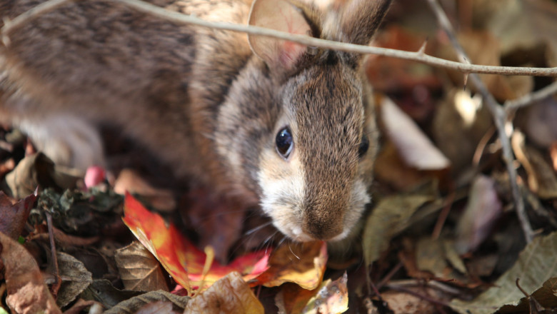 Foreign rabbit disease threatens Connecticut rabbit populations