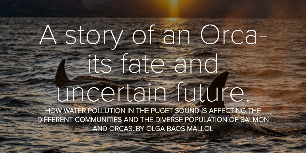 A story of an Orca- its fate and uncertain future.