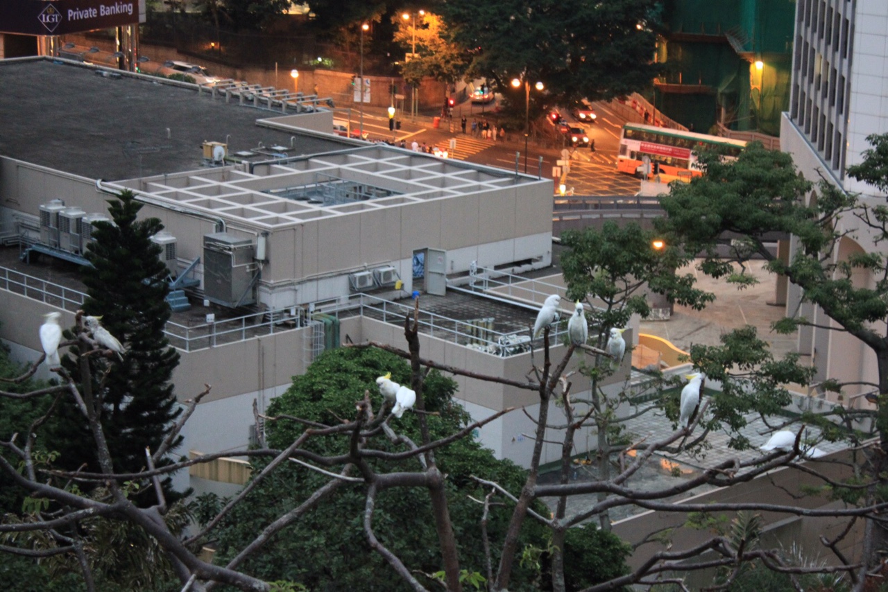 White birds roosting in trees above an urban landscape.