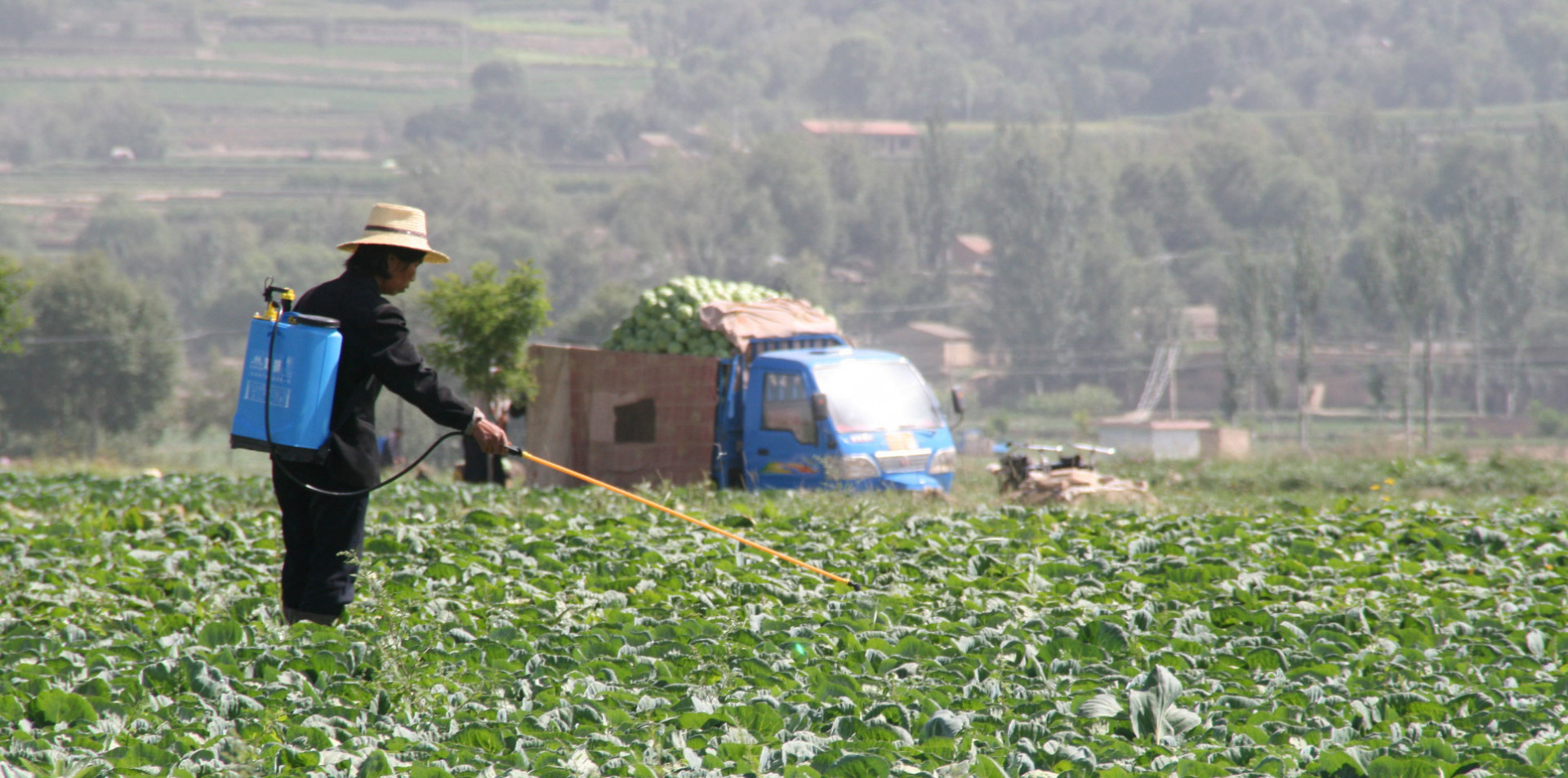A woman wearing a blue tank on her back sprays crops in a field holding a long pole. 