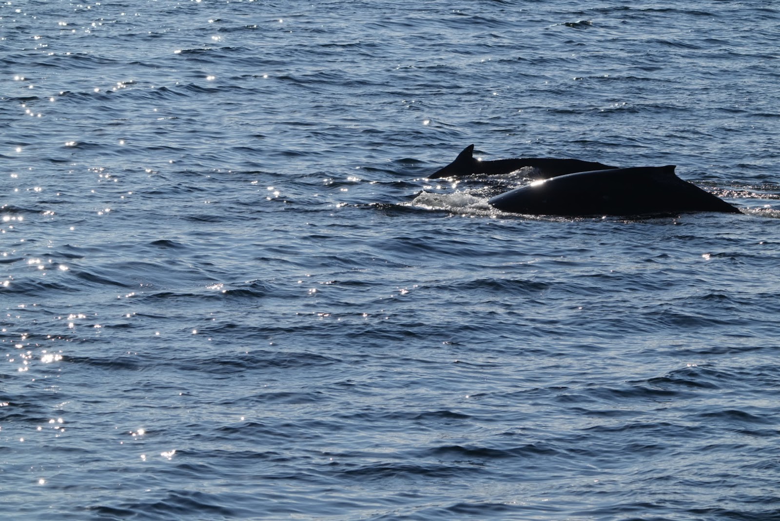 The backs of two whales can be seen side by side jutting out the surface of blue water.