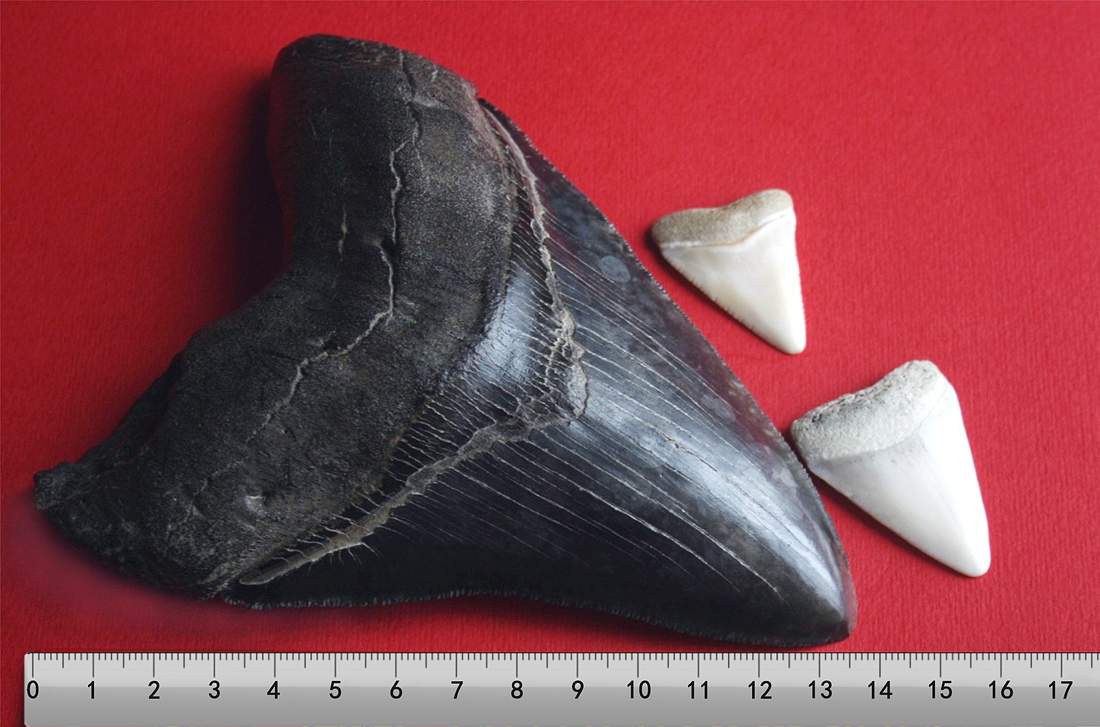 A size comparison of a dark brown megalodon tooth next to two smaller great white teeth. Fossils such as this large tooth are what Rao has studied to learn about past changes in climate.