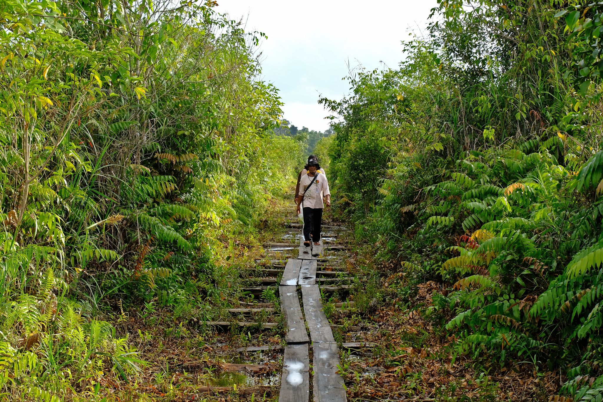 Two figures walk toward the camera down a wood-plank-lined path through a green, forest area.