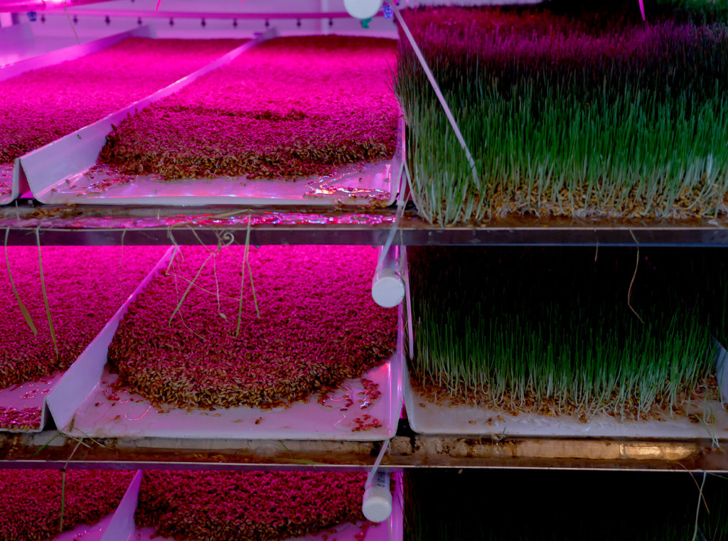 Trays of barley fodder are illuminated by an ultraviolet light. 