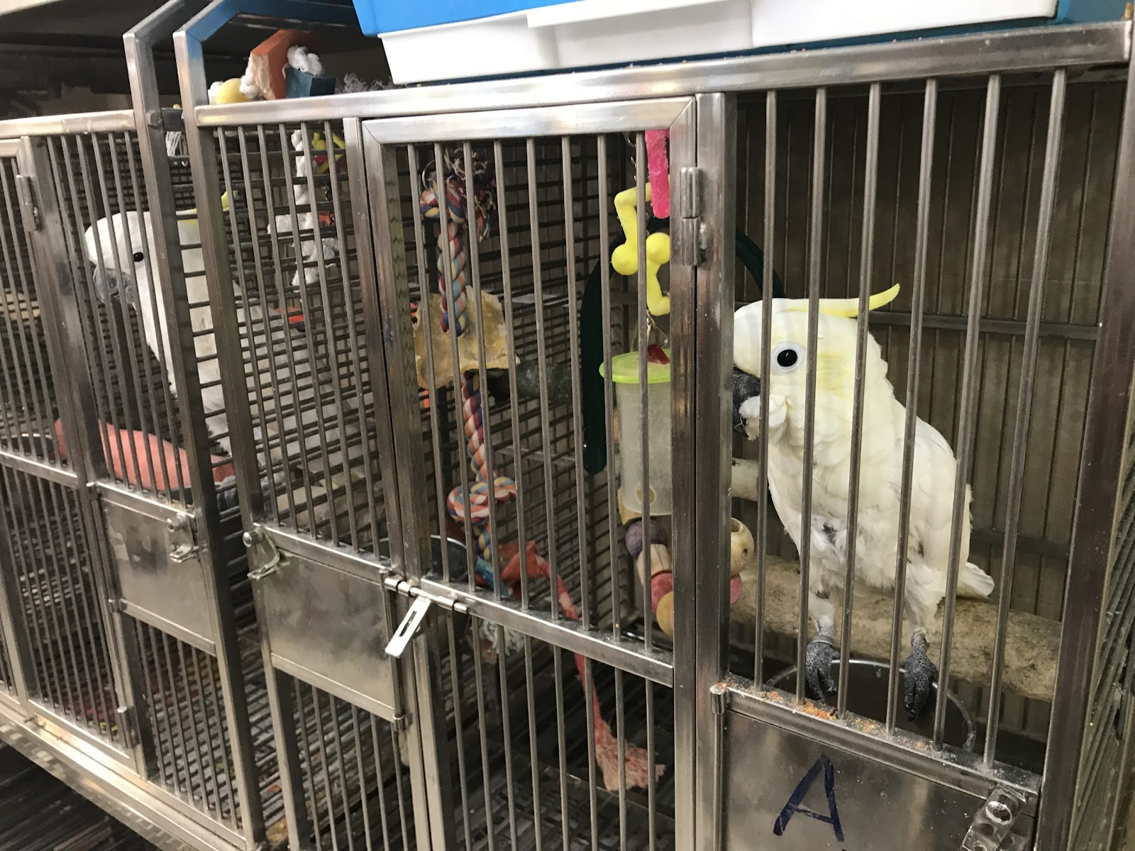 Two white birds peer out of metal cages.