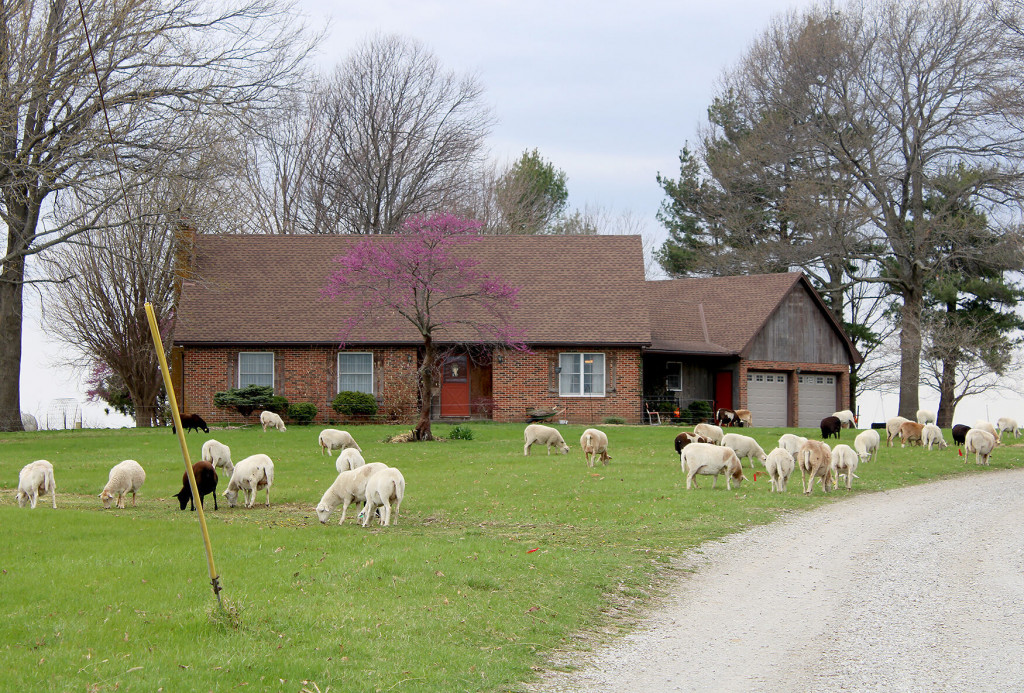 A driveway leads past a brick house. A number of sheep are grazing in the front lawn. 