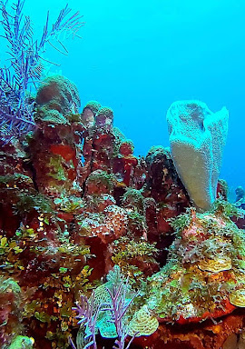 A colorful and diverse coral reef growing under the ocean. 