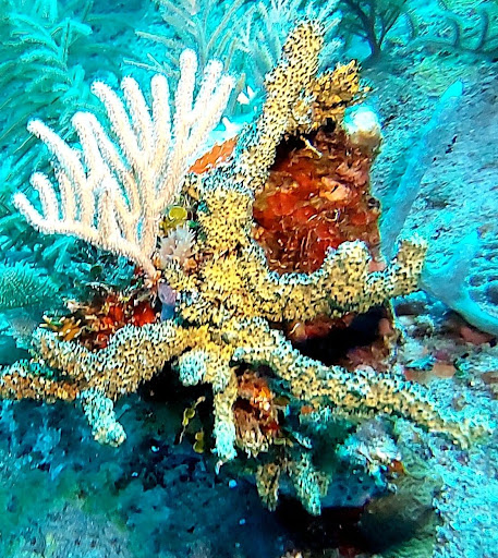 A bundle of multi-colored coral growing on the ocean floor.