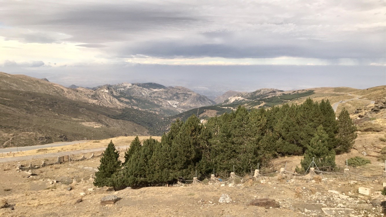 A cluster of pine trees on the side of a mountain.