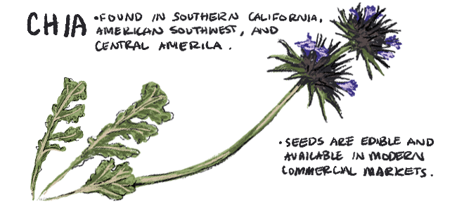 An illustration of chia. Small purple flowers on a green stem.