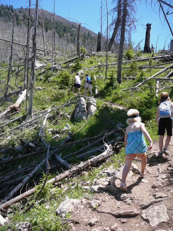 Several children run up a trail on mountainside with several felled trees.